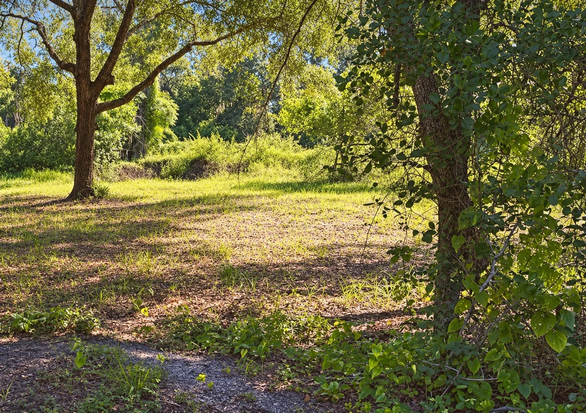 Actual photograph, digitally enhanced, of the oak-lined clearing at 9630 Ellis Street