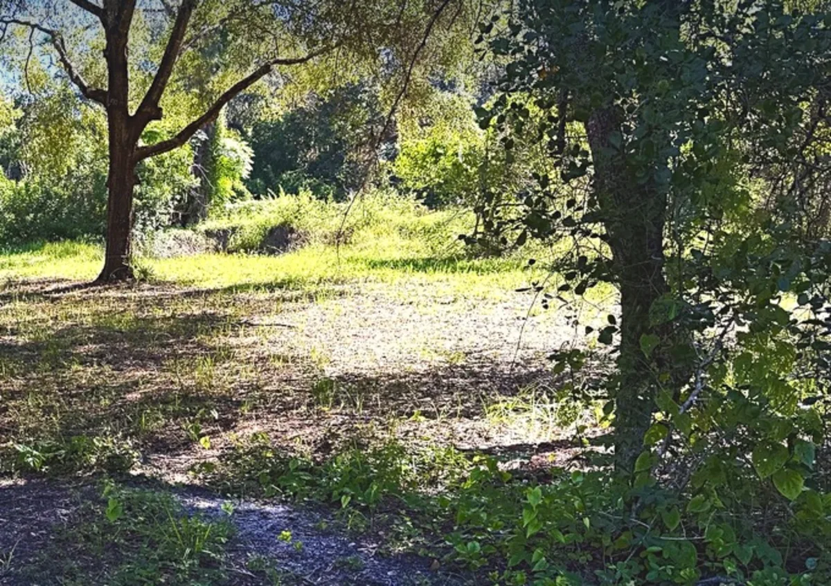 Actual oak-lined clearing at 9630 Ellis Street
